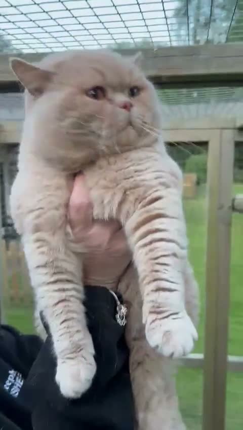 British Shorthair cats for sale: BEAUTIFUL BRITISH SHORTHAIR KITTENS - Video 1