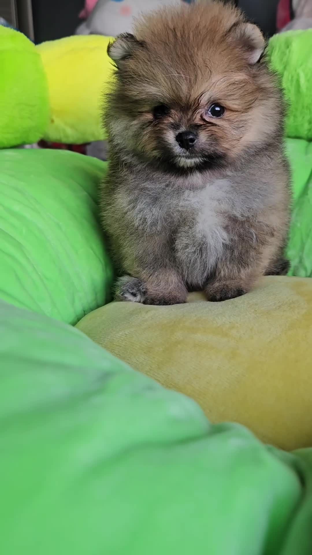 Pomeranian dogs for sale: Sweet Baby Pom boy - Video 1