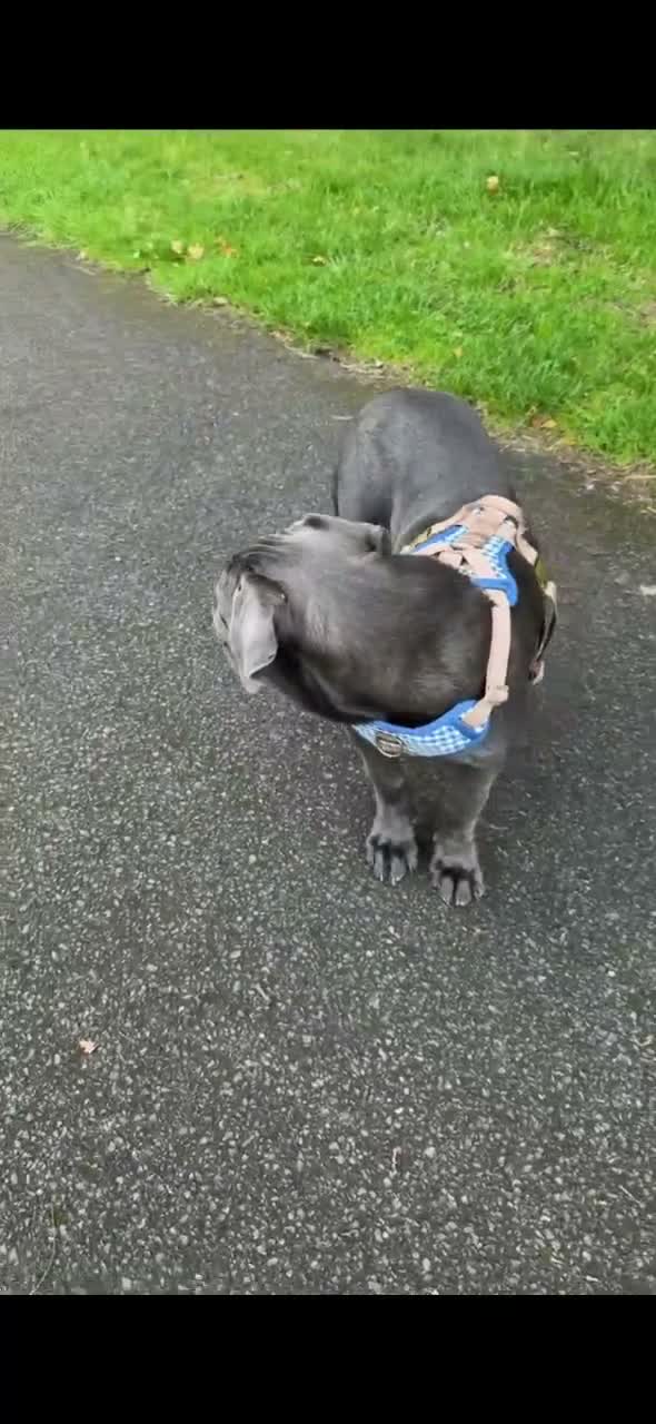 Cane Corso dogs for sale: Beautiful blue cane corso female - Video 1