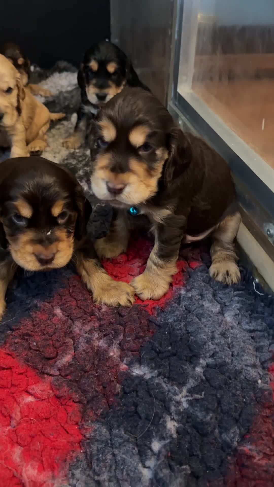 Cocker Spaniel dogs for sale: Show Cocker Spaniel pups KC reg - Video 2