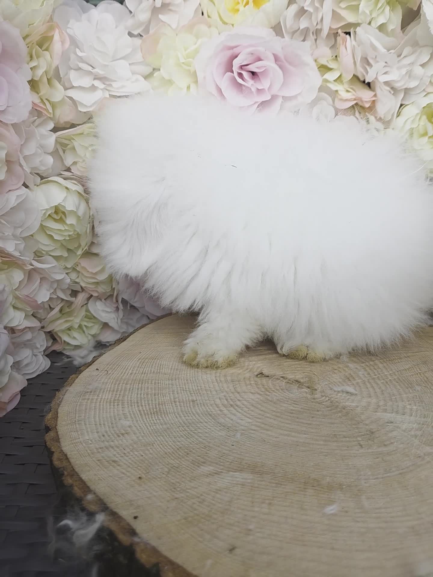 Angora rabbits for sale: Teddywidders - Video 3