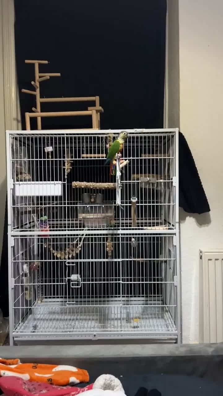 Conures birds for sale: Silly conure  - Video 1