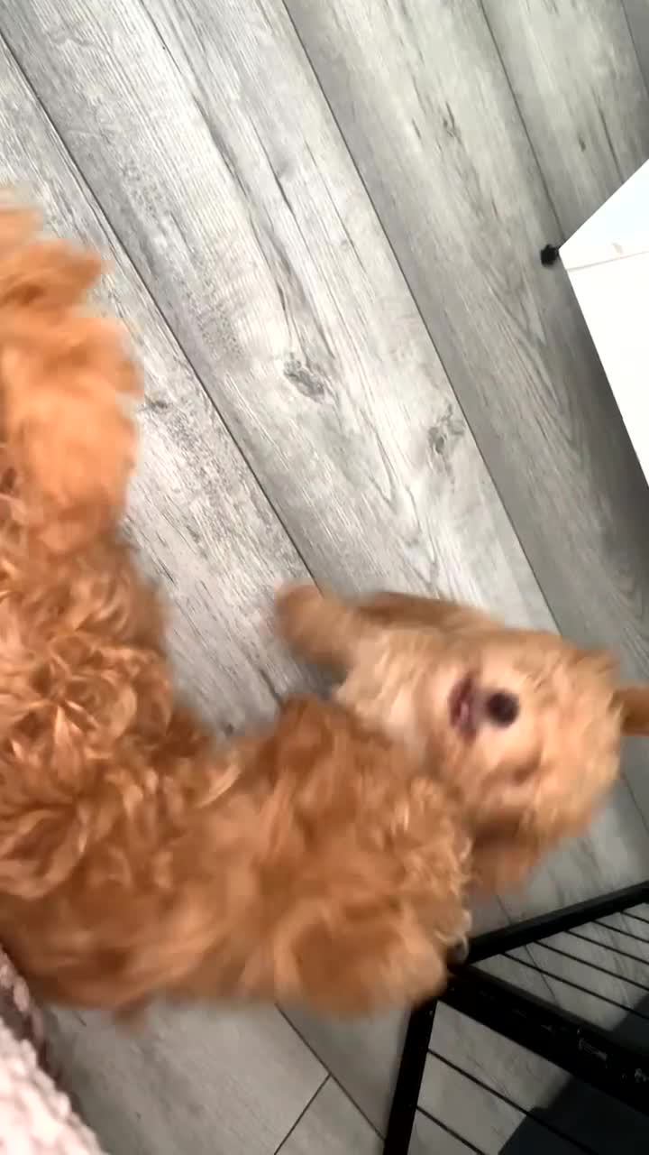 Poochon dogs for sale: Ready now, 1 boy and 1 girl Toy Poochon - Video 1