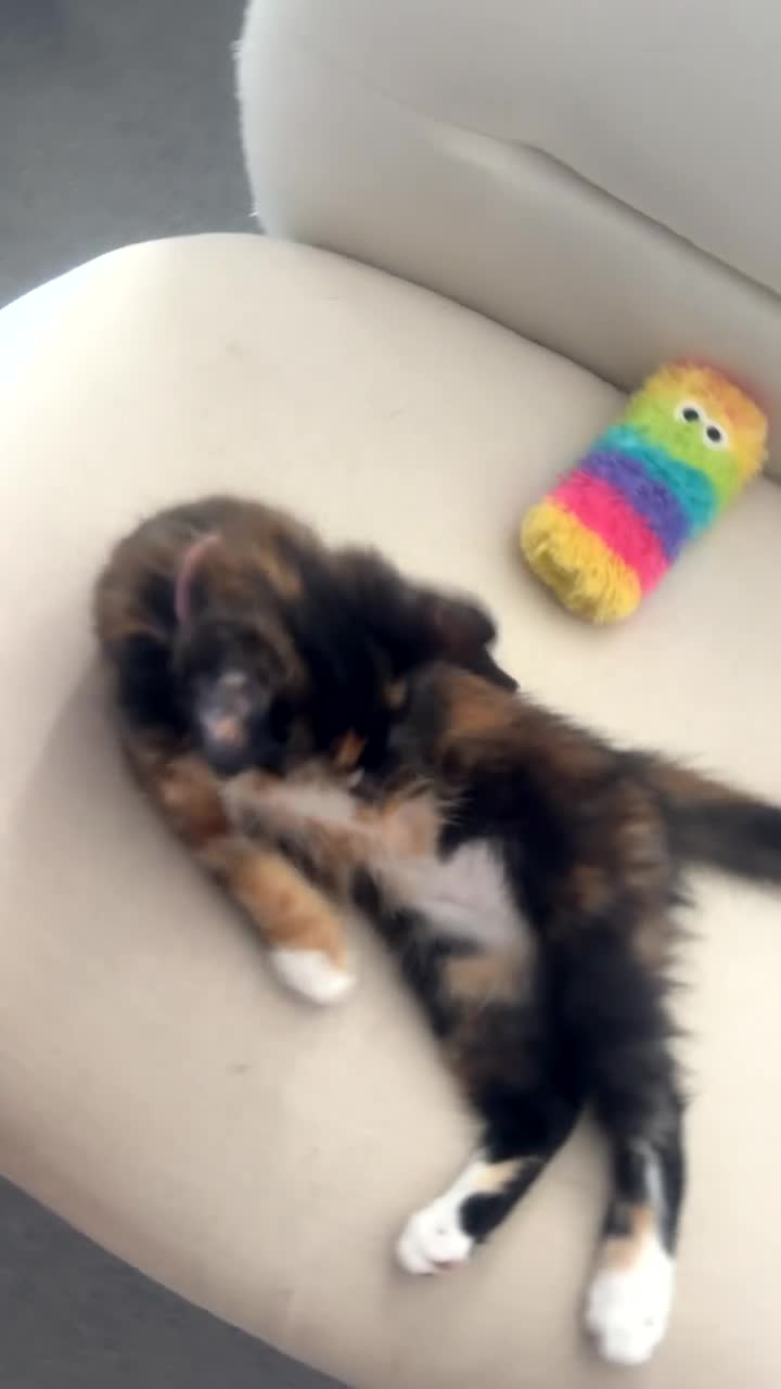 Mixed Breed cats for sale: half ragdoll kittens  - Video 2
