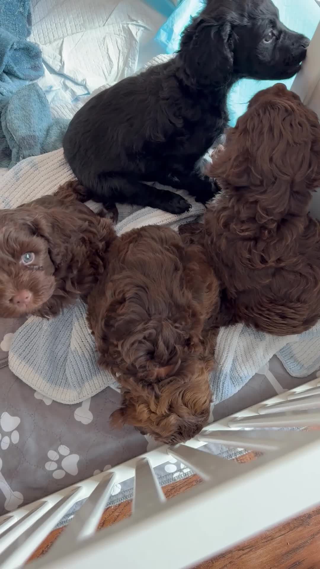 Mixed Breed dogs for sale:  Ready to go Cavapoo/Cockapoo pups £1550 OVNO  - Video 4