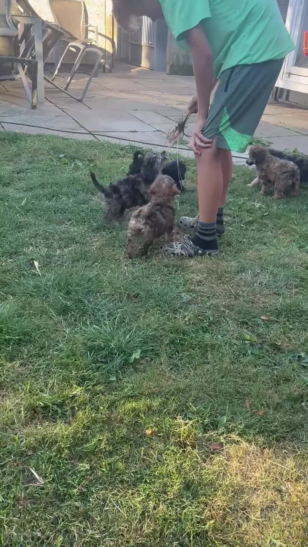 Miniature Poodle dogs for sale: Miniature poodle puppies - Video 2