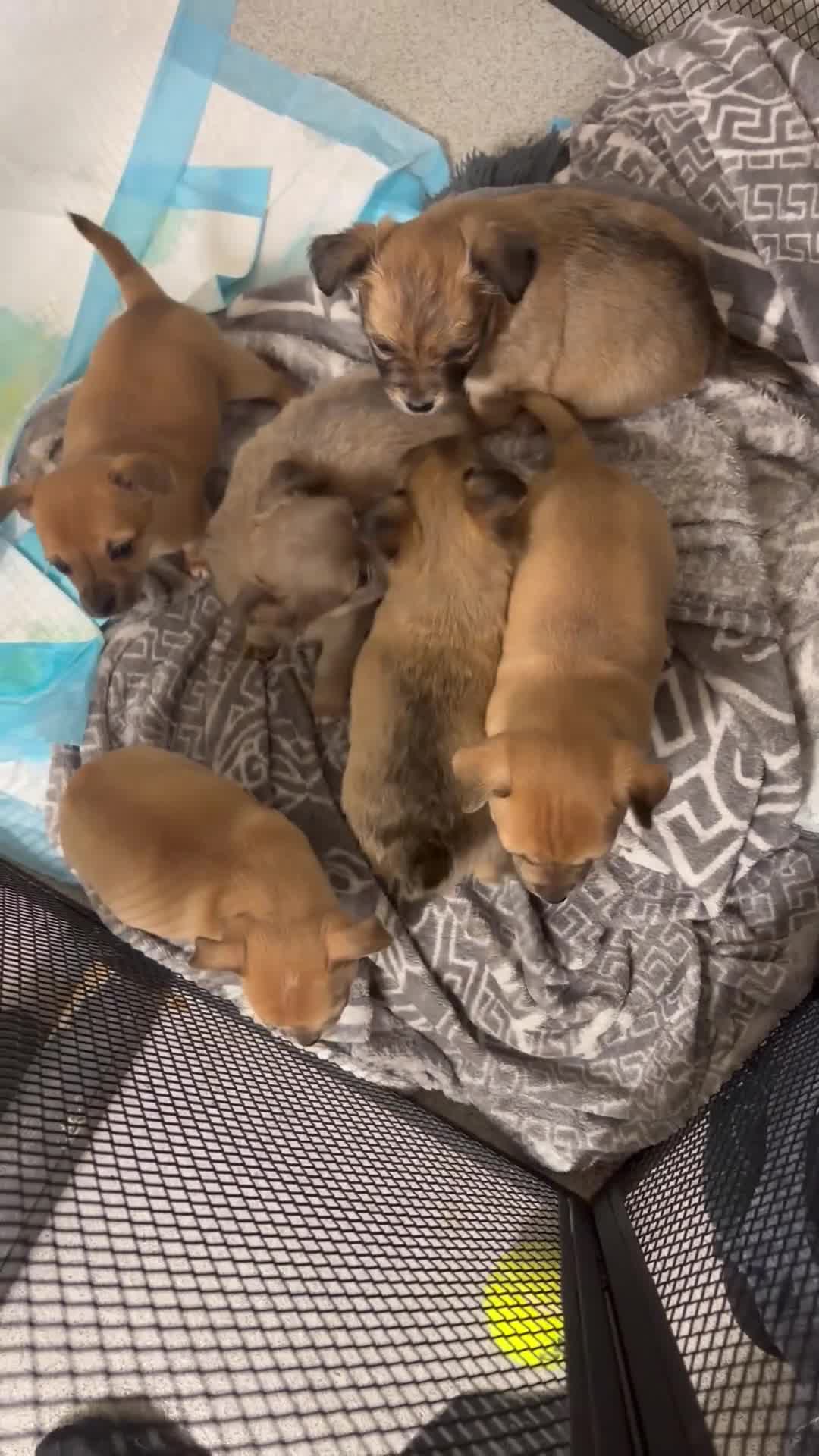 Chihuahua dogs for sale: Beautiful litter of chihuahua puppies - Video 4