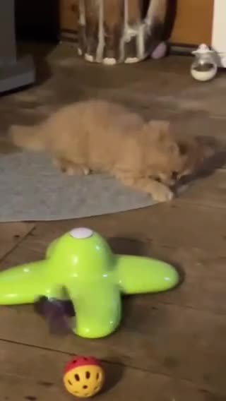 Persian cats for sale: Stunning Red Female Persian - Video 1