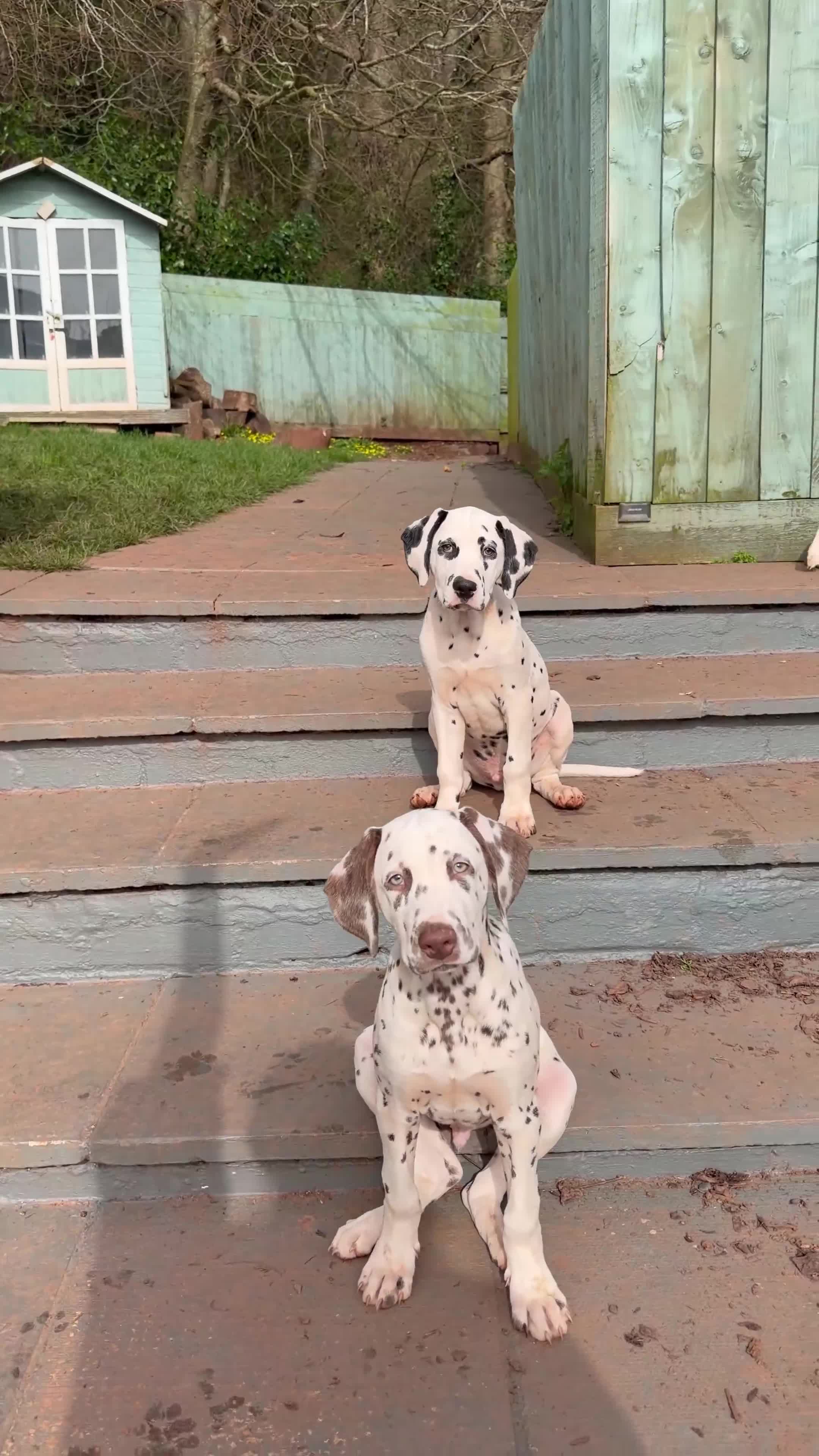 Dalmatian dogs for sale: KC Reg Dalmatian Male Puppy Ready Now - Video 5