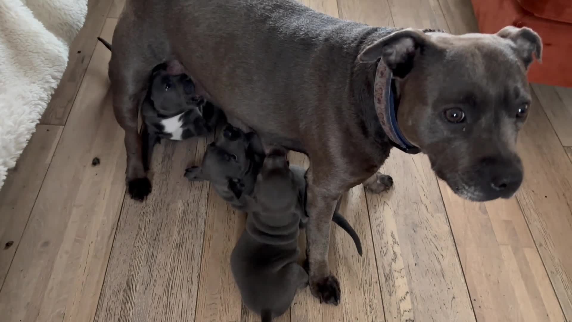Staffordshire Bull Terrier dogs for sale: Blue Staffordshire Bull TErriers  in Swansea - Video 1