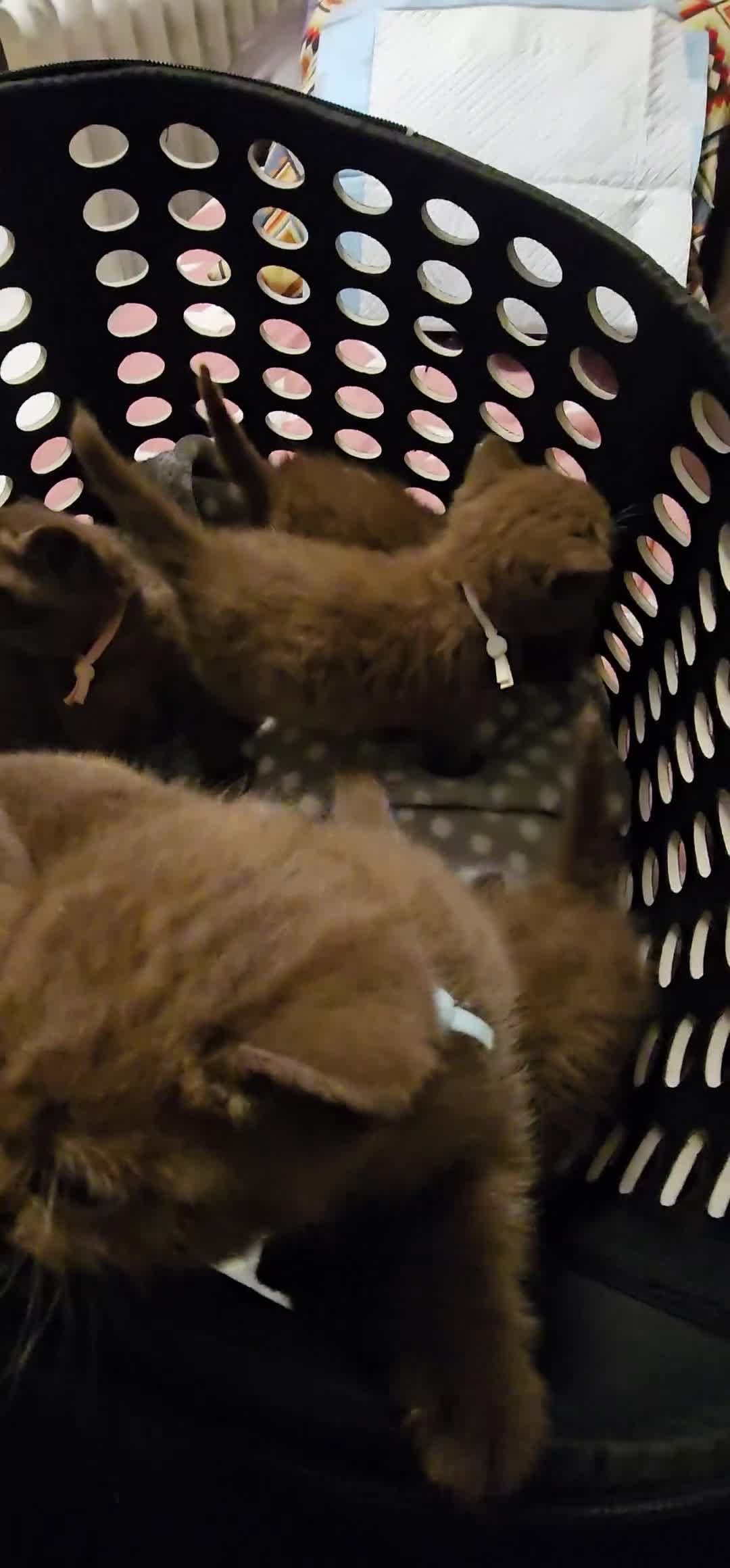 British Shorthair cats for sale: Brown British Shorthair Kittens  - Video 3