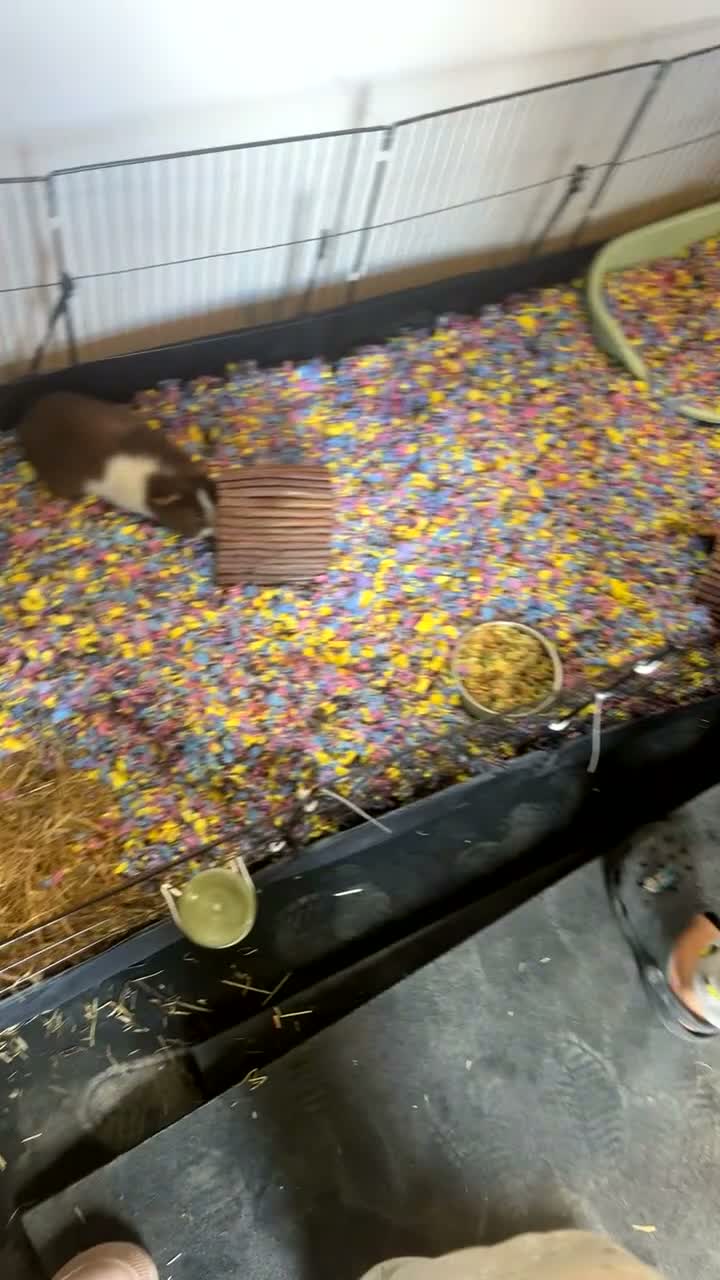 Guinea Pig rodents for sale: Two male guinea pigs for sale  in Rotherham - Video 1