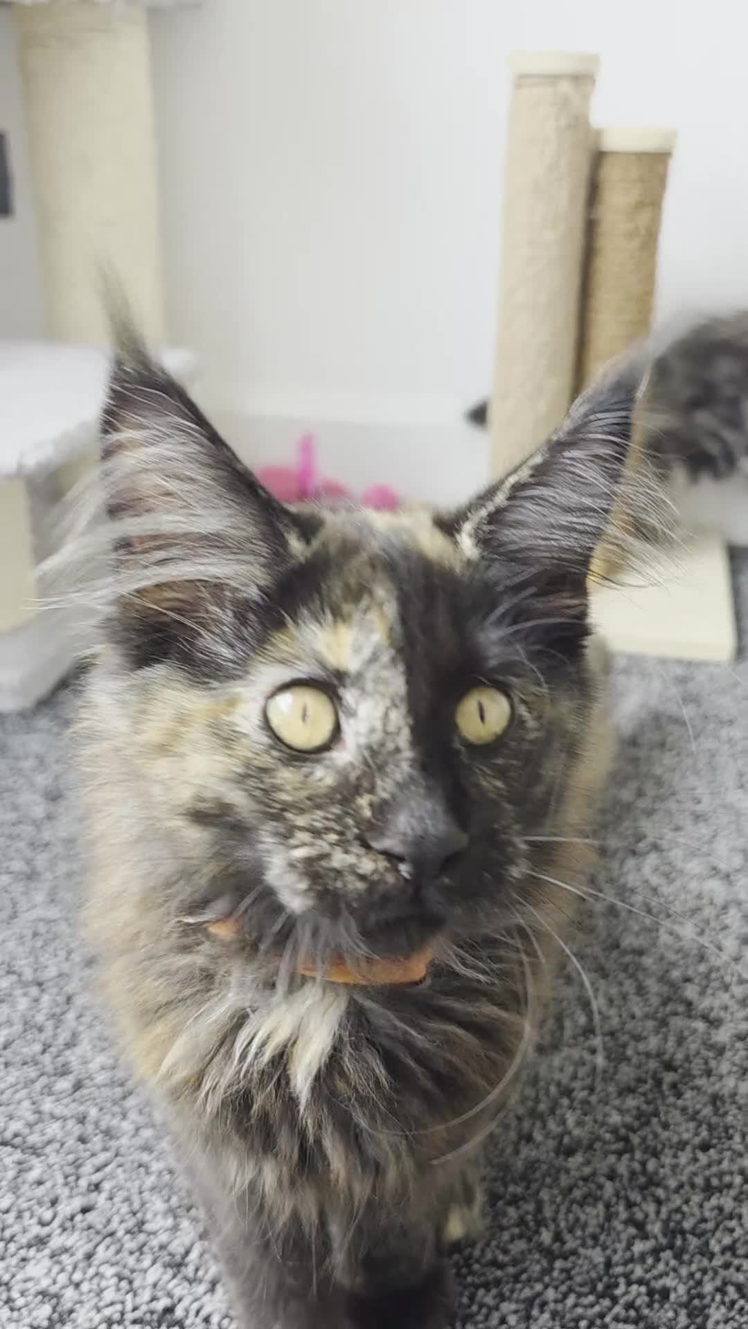 Maine Coon cats for sale: Maine coon pedigree kittens  - Video 3