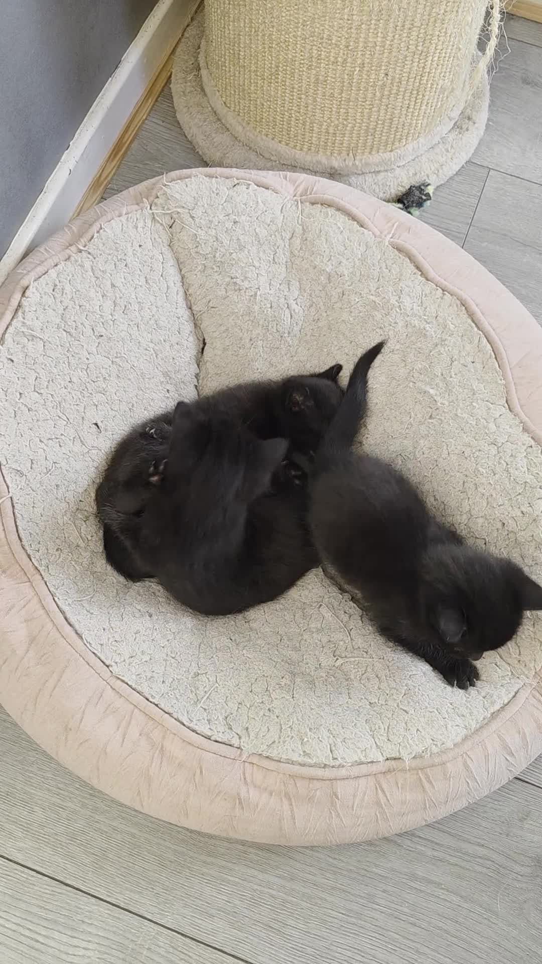 Mixed Breed cats for sale: Beautiful kittens for sale - Video 2