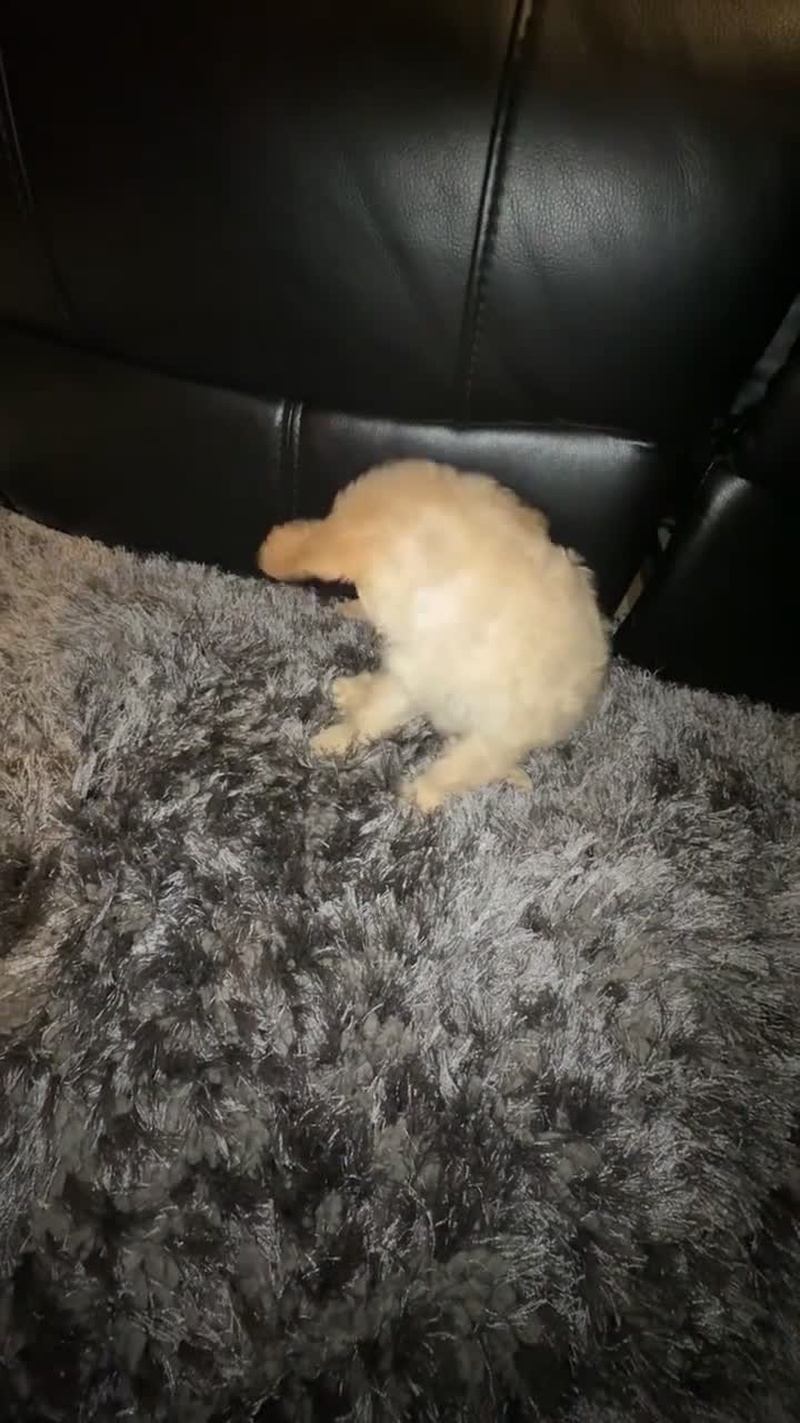 Cockapoo dogs for sale: Cockapoo - Video 1