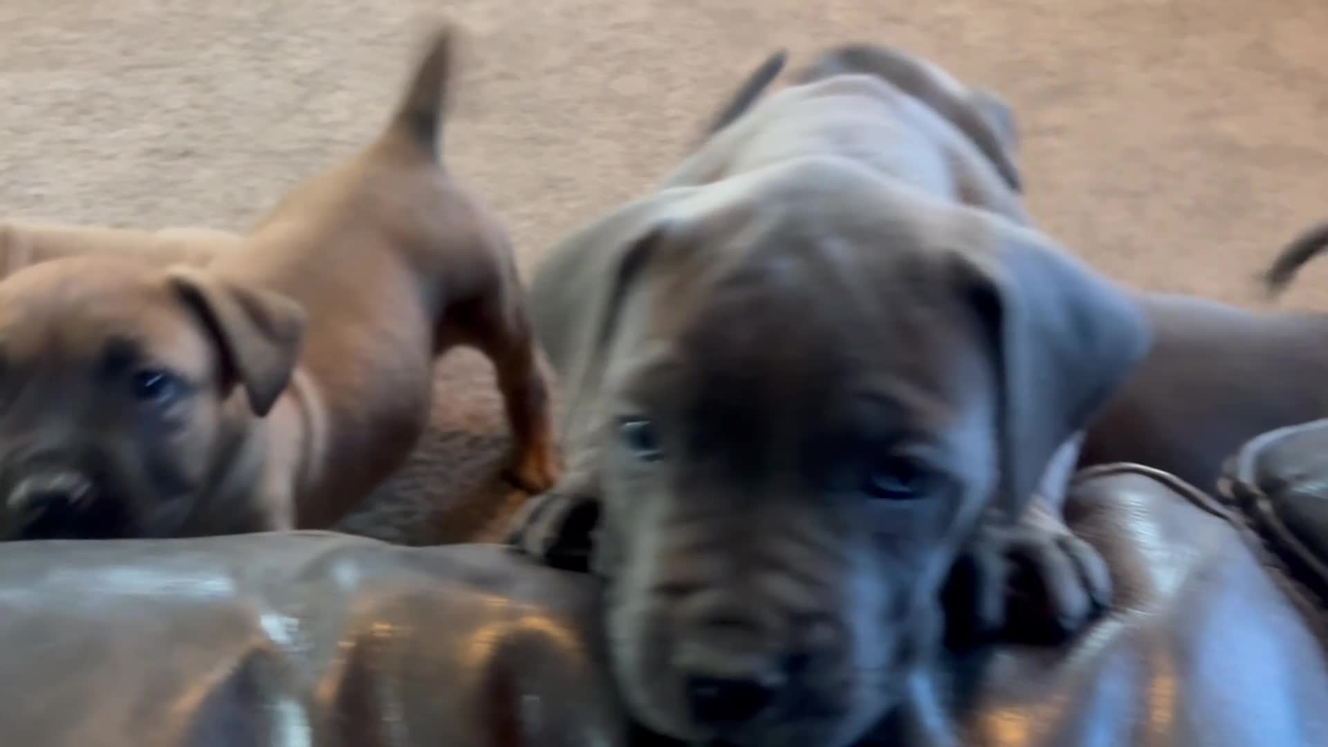 Boerboel dogs for sale: STUNNING NABBR REGISTERED GIRLS.  - Video 2