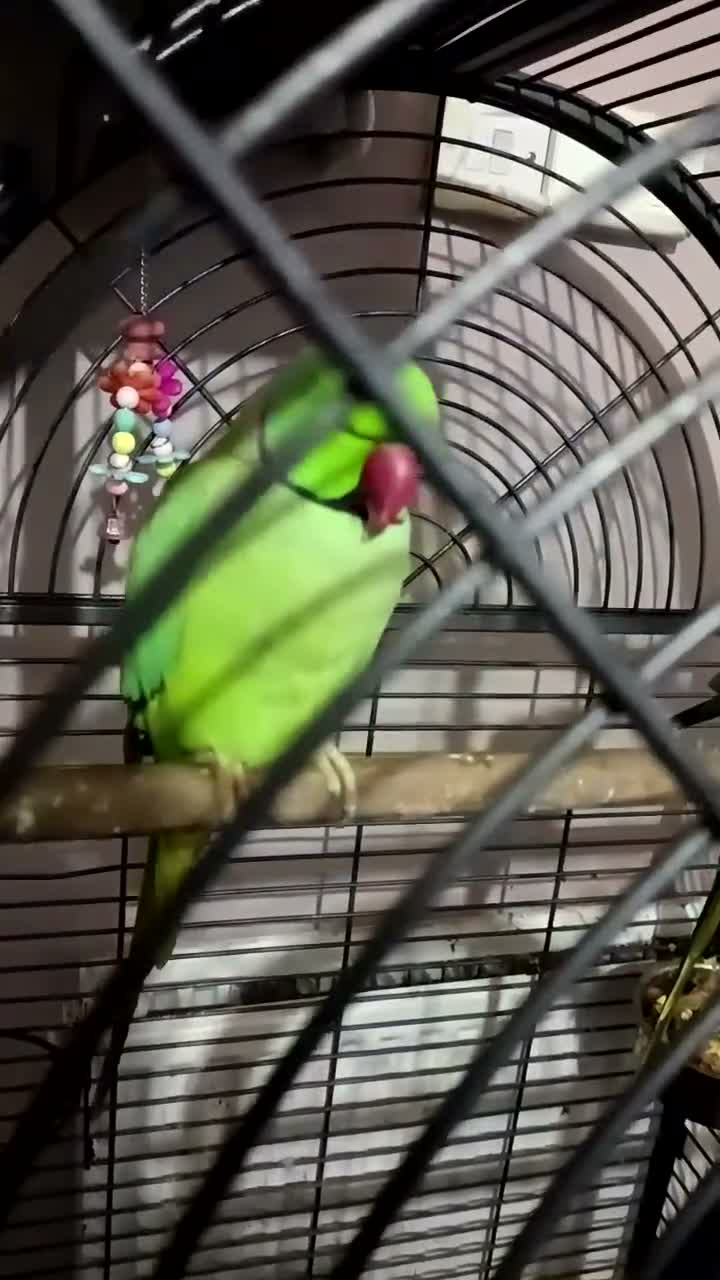 Ringnecks birds for sale: Pair of Indian ringnecks  - Video 2