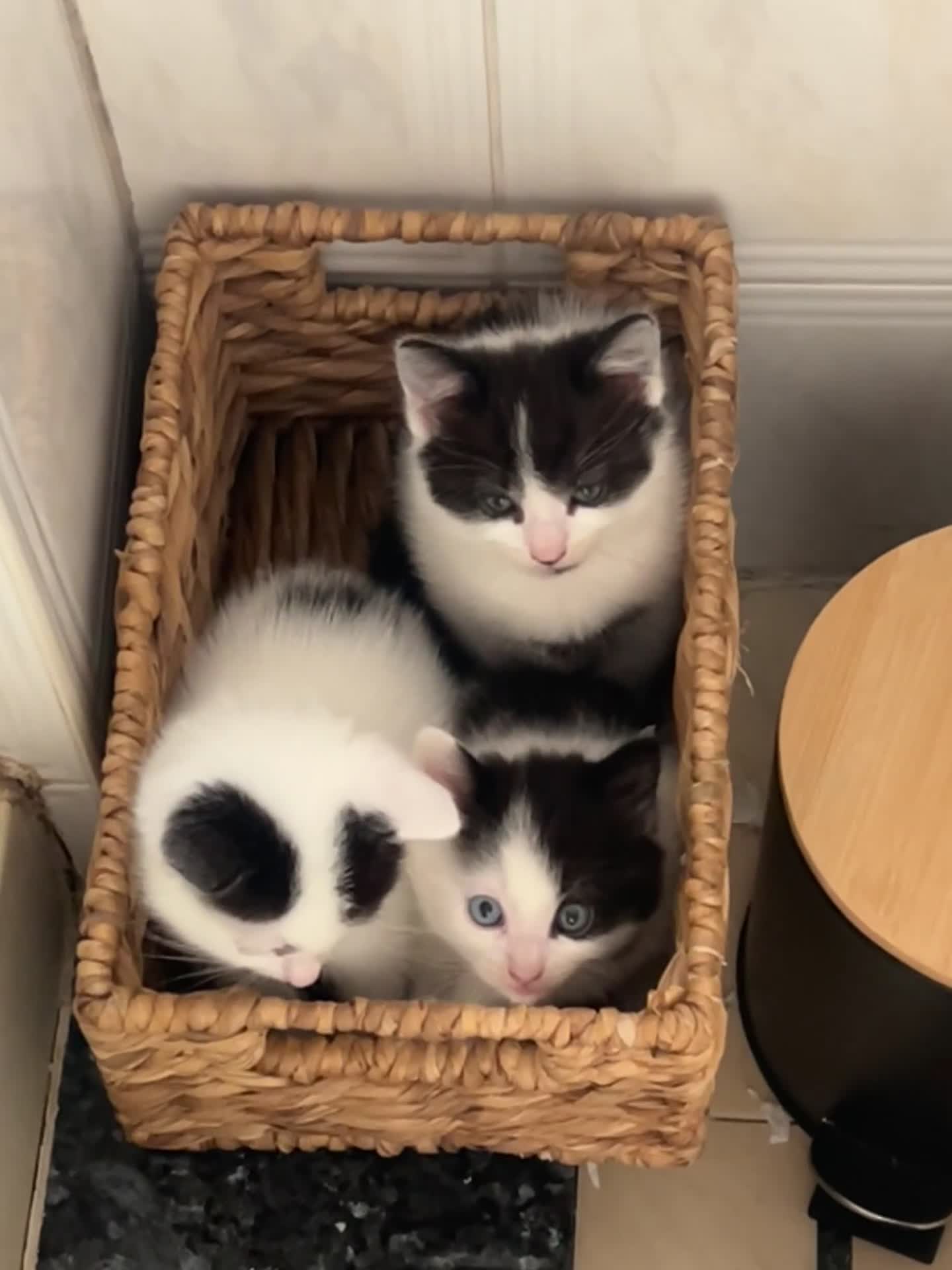 Mixed Breed cats for sale: 🐾 2 Super Friendly Male Kittens–Ready to Leave 🐾 - Video 1