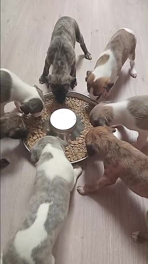 Whippet dogs for sale: *LAST MALE PUPPY* Beautiful KC Registered Puppies - Video 1