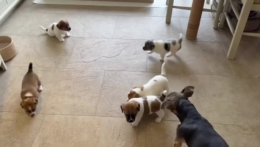 Jack Russell dogs for sale: Gorgeous Jack Russell  Puppies  in Newbury - Video 2
