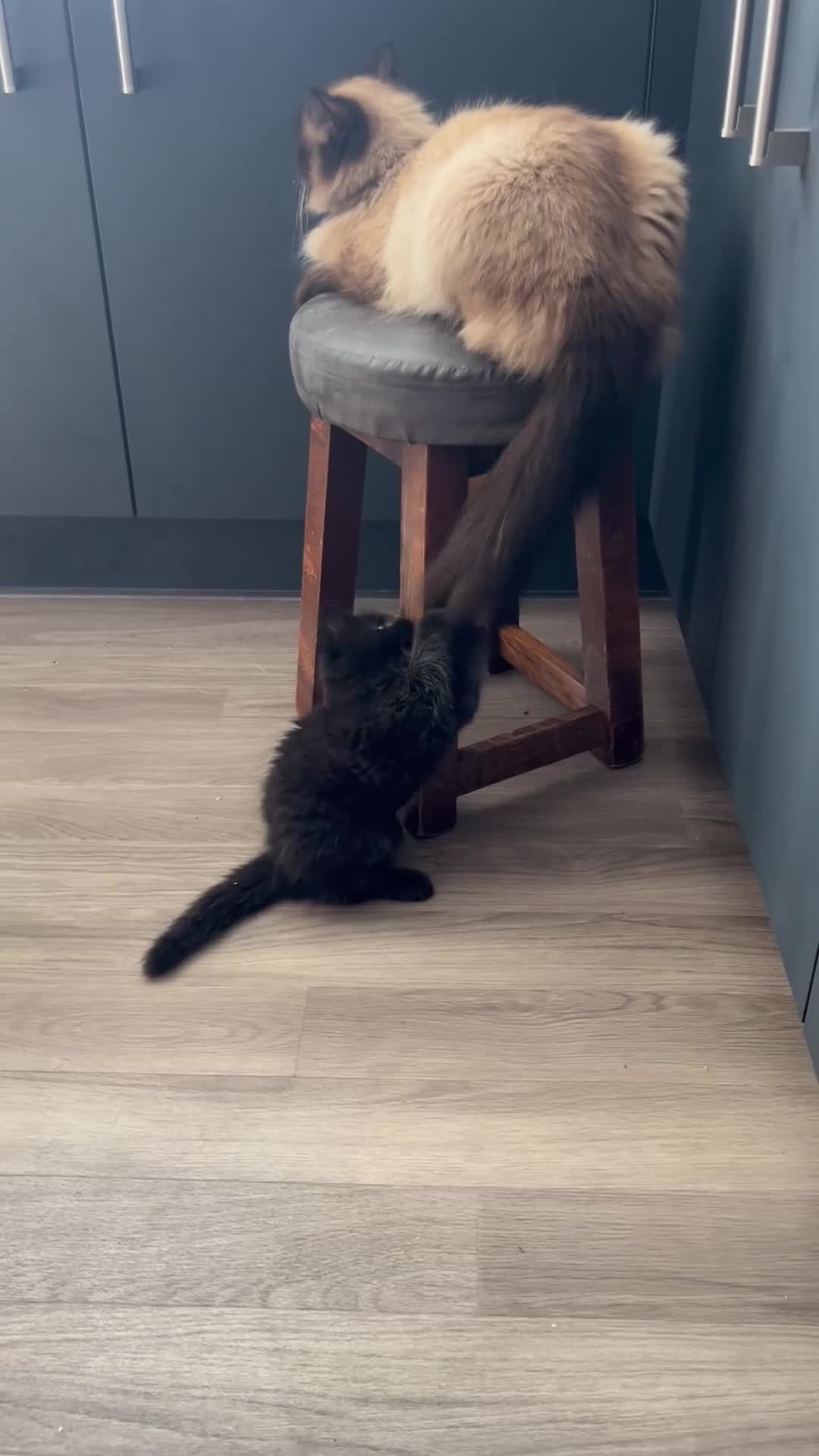 Mixed Breed cats for sale: Champion parents had cute babies  - Video 1