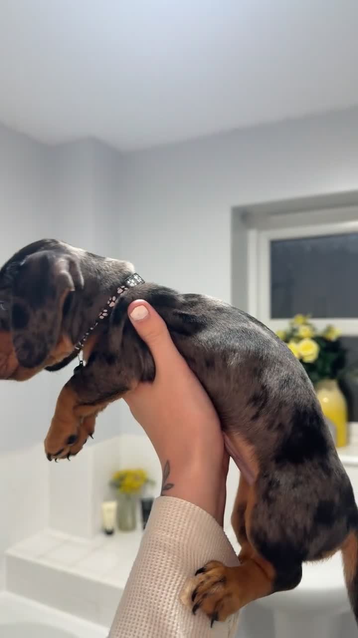 Miniature Dachshund dogs for sale: Miniature dashound merle in Workington - Video 1
