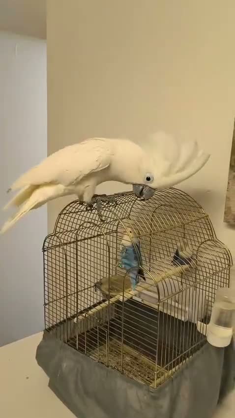 Cockatoo birds for sale: Umbrella Cokato male tame - Video 1