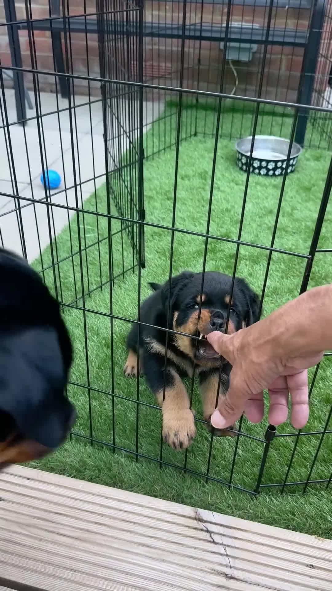 Rottweiler dogs for sale: Male Rottweiler puppy  - Video 1