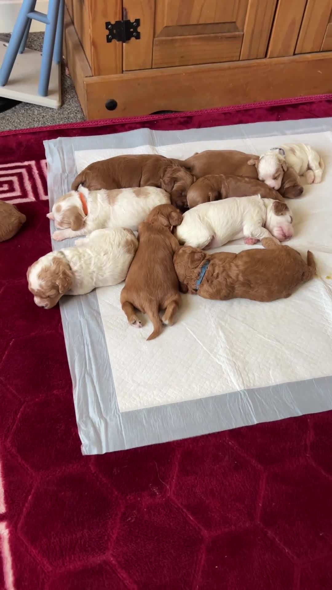 Cavapoo dogs for sale: Cavapoo fb1 in Hartlepool - Video 1
