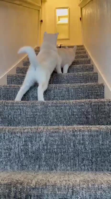Pomsky dogs for sale: 3 Adorable Pomsky Puppies  - Video 1