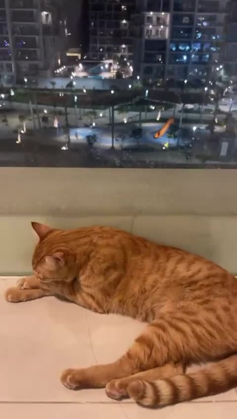 Mixed Breed cats for adoption: FREDERICK & RUPERT HEALTHY NEUTERED MICROCHIPPED  - Video 5