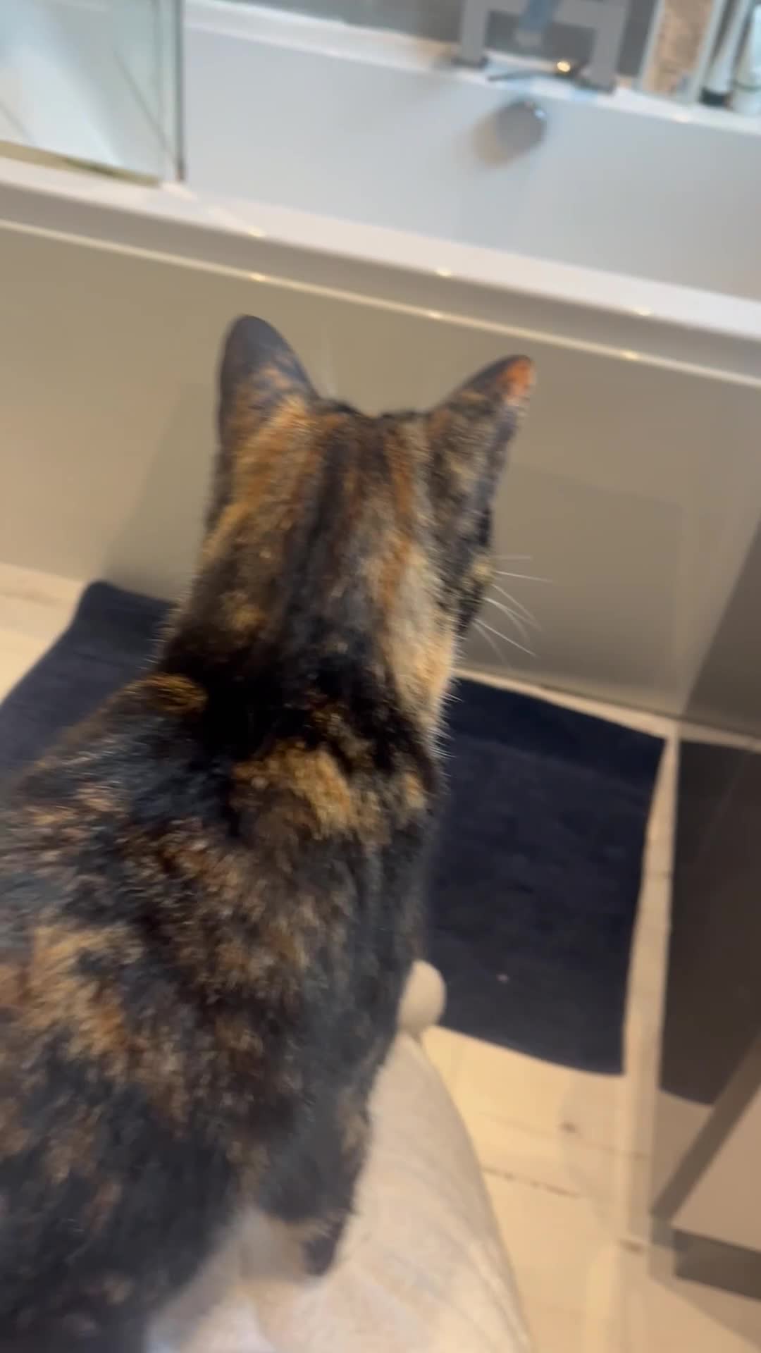 Mixed Breed cats for sale: Heavy heart re-homing  - Video 1