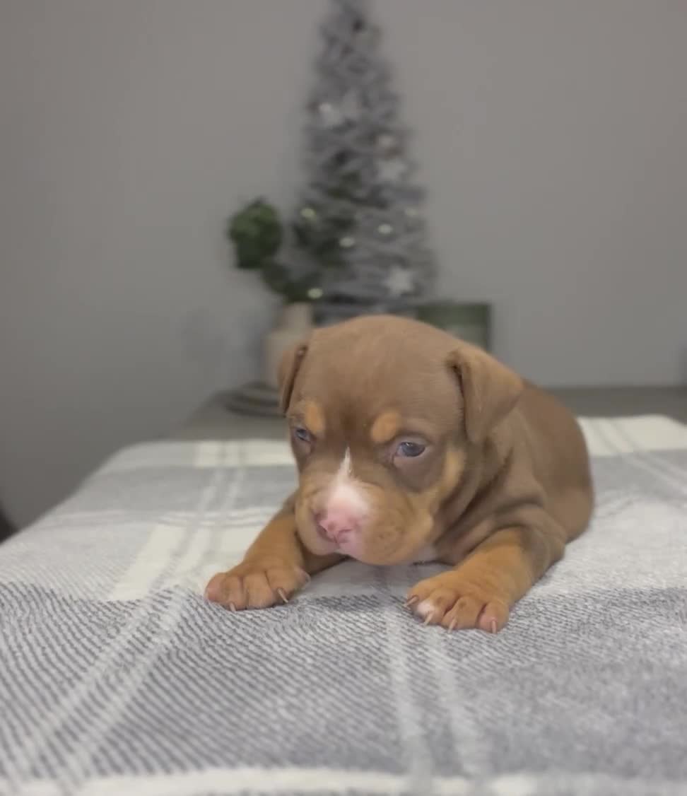 American Bully dogs for sale: 3 Quality American Pocket Bullies - Video 4