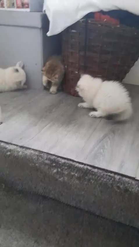 British Longhair cats for sale: 5 British longhairs for sale in London - Video 2