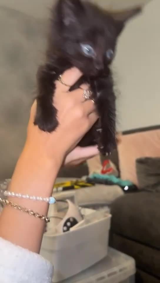 Mixed Breed cats for sale: 2 Black Kitten available 1 black and white  - Video 1