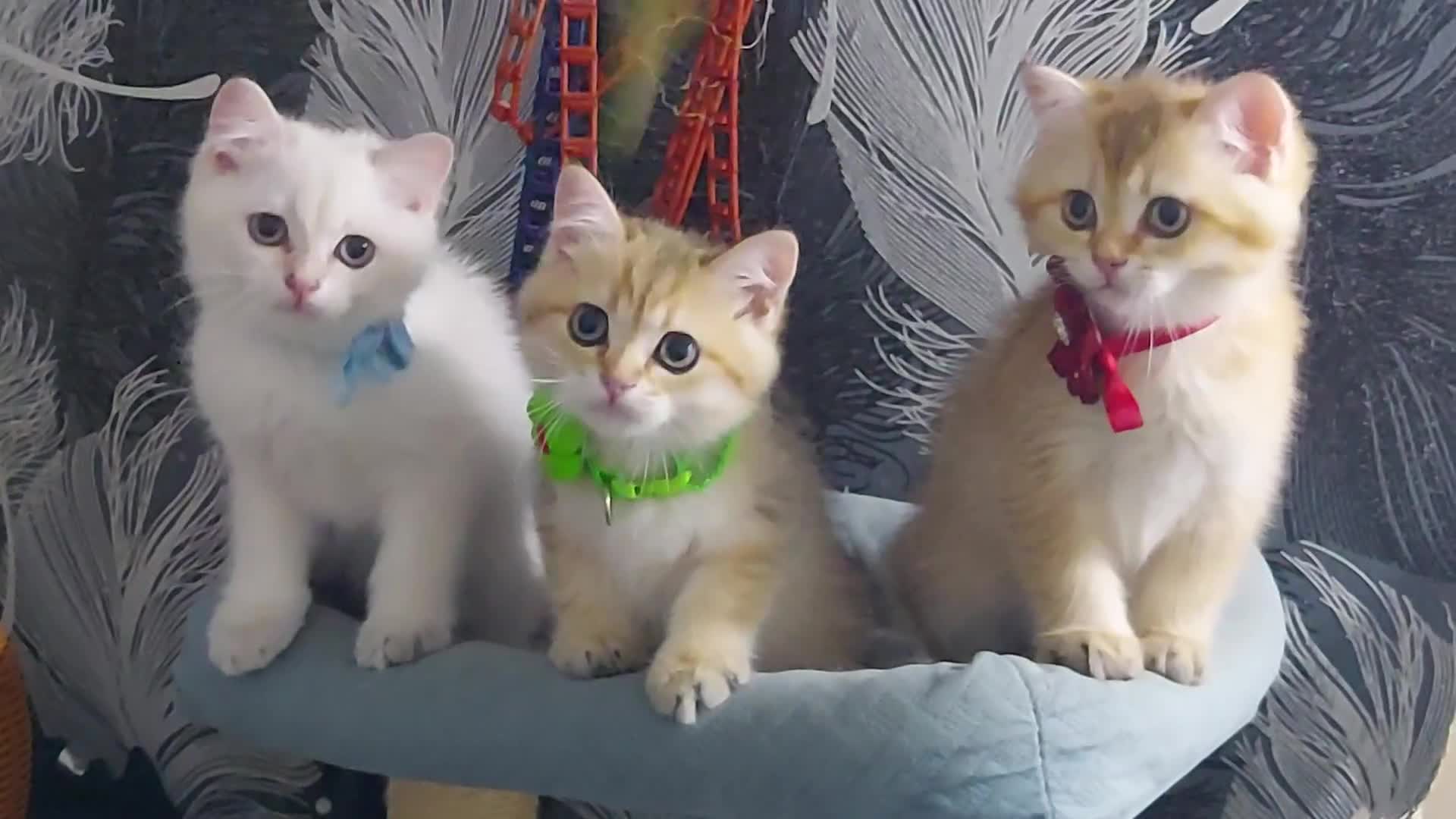 British Shorthair cats for sale: British shorthair Pedigree Neutered  - Video 1
