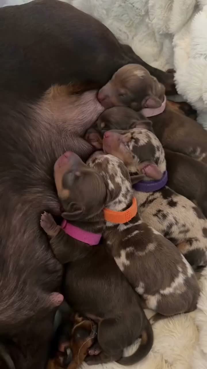 Miniature Dachshund dogs for sale: Miniature dachshund pups  - Video 2