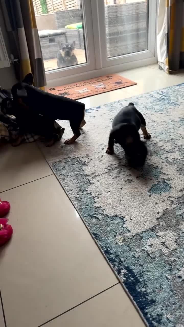 French Bulldog dogs for sale:  REDUCED, 1 GIRL LEFT French bulldog puppies  - Video 5