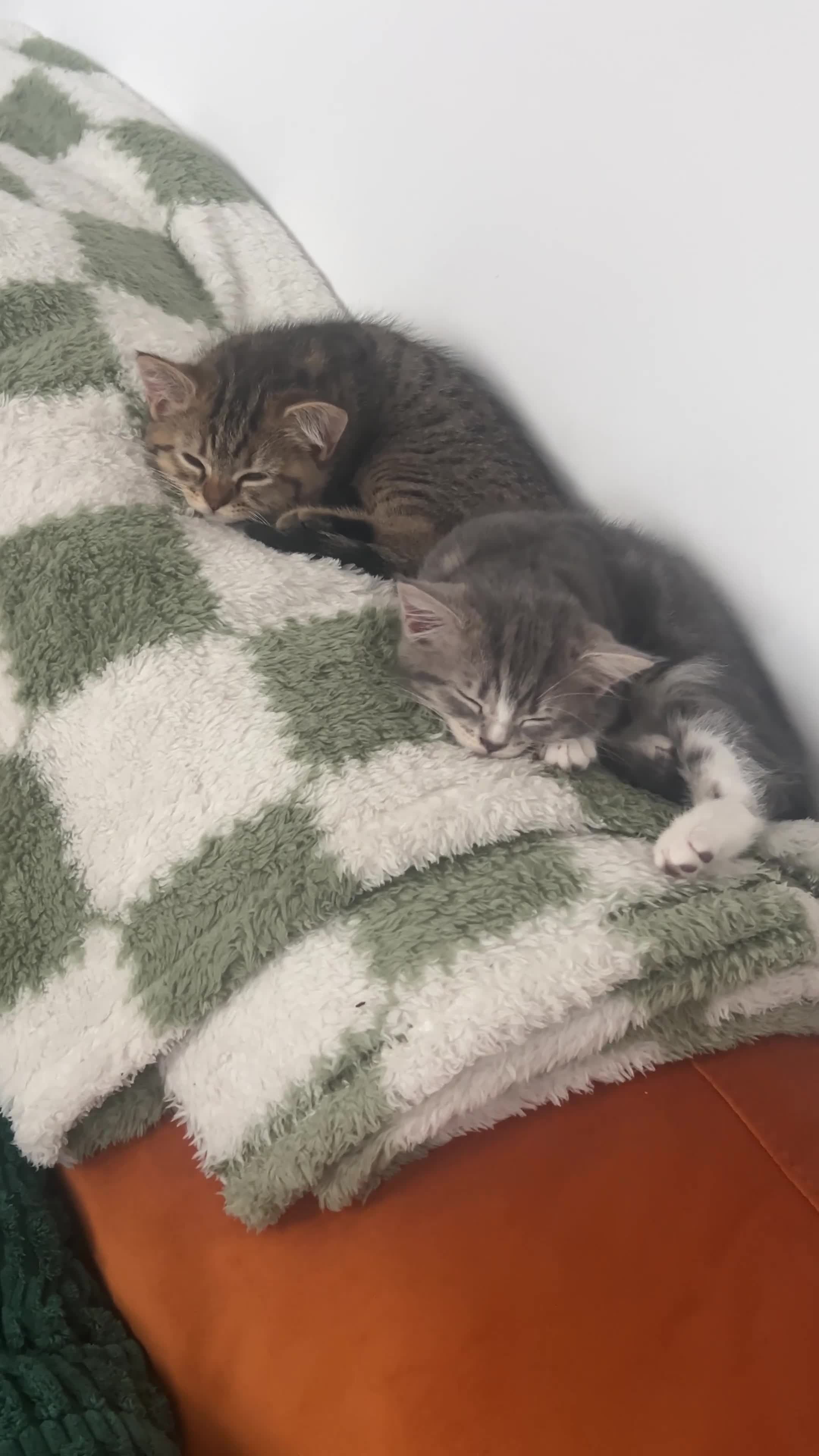 Mixed Breed cats for sale: British short hair/bengal tabby kitten - Video 3