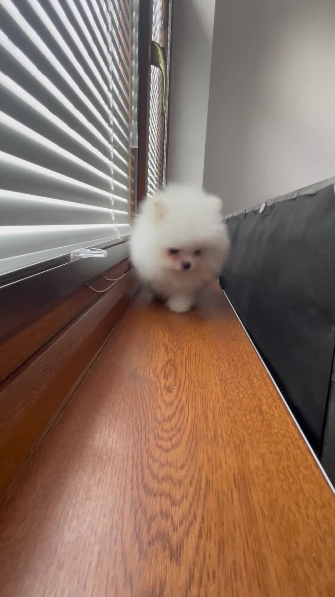 Pomeranian dogs for sale: Amazing pure white KC puppies looking for lovely🏠 - Video 1
