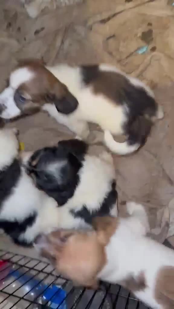 Mixed Breed dogs for sale: Jackapoochon mixed breed - Video 1