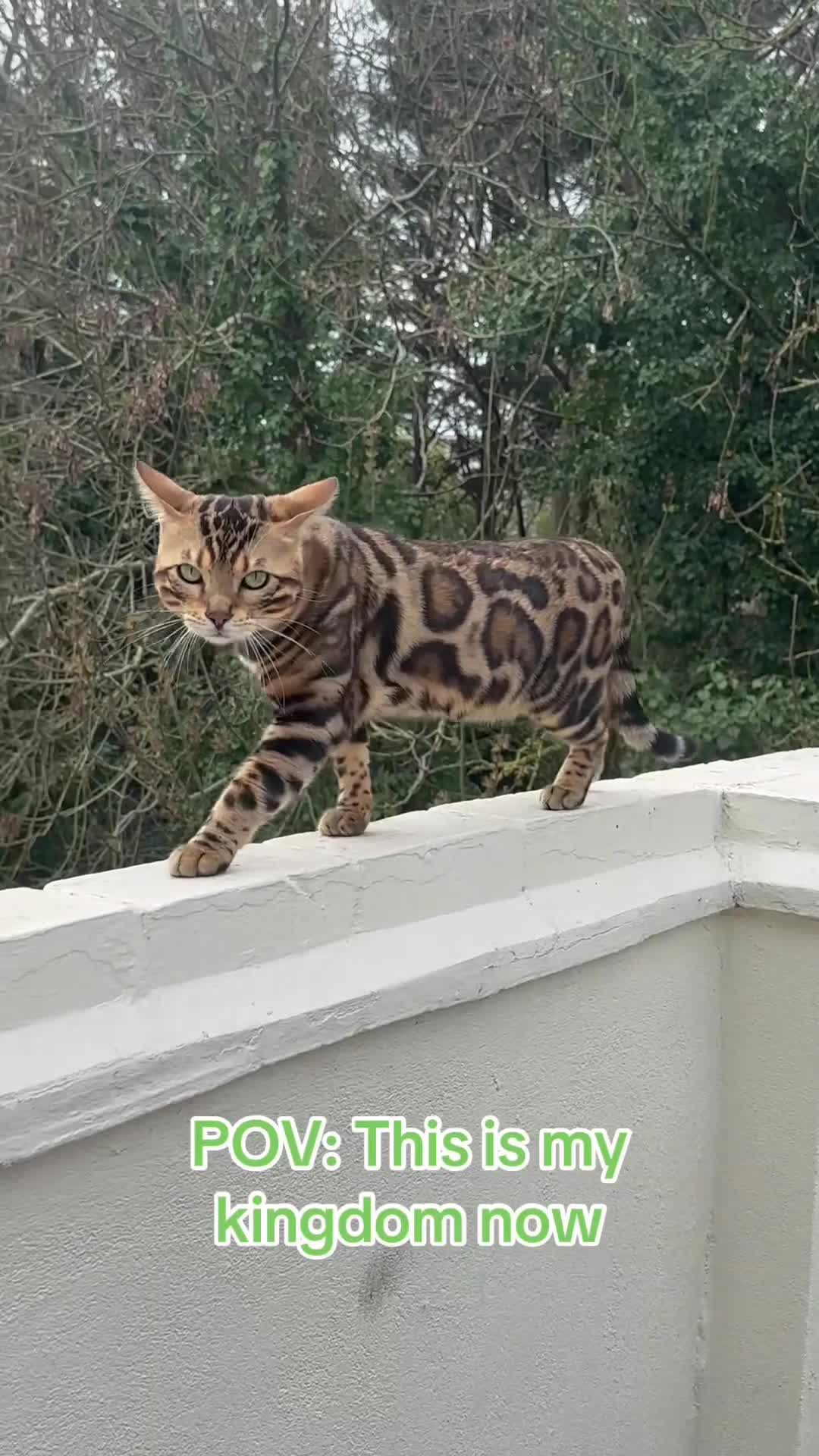 Bengal cats for sale: stunning Bengal cat male - Video 1
