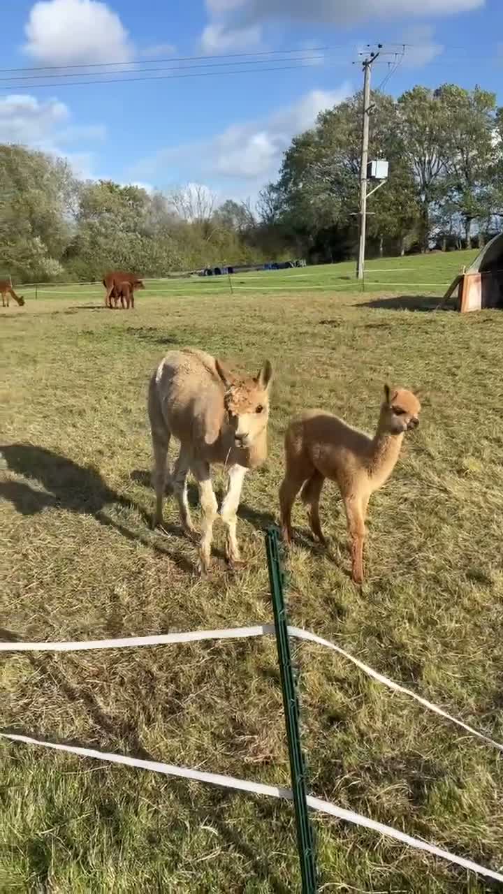 Alpaca livestock for sale: Beautiful female Alpaca female & nursing Cria in Billingshurst - Video 2