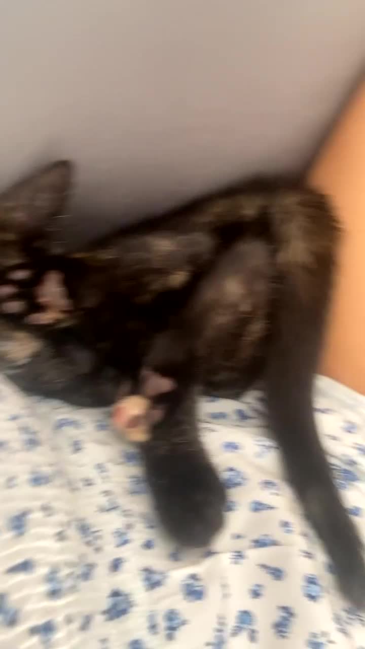Domestic Shorthair cats for sale: Kitten - Video 1