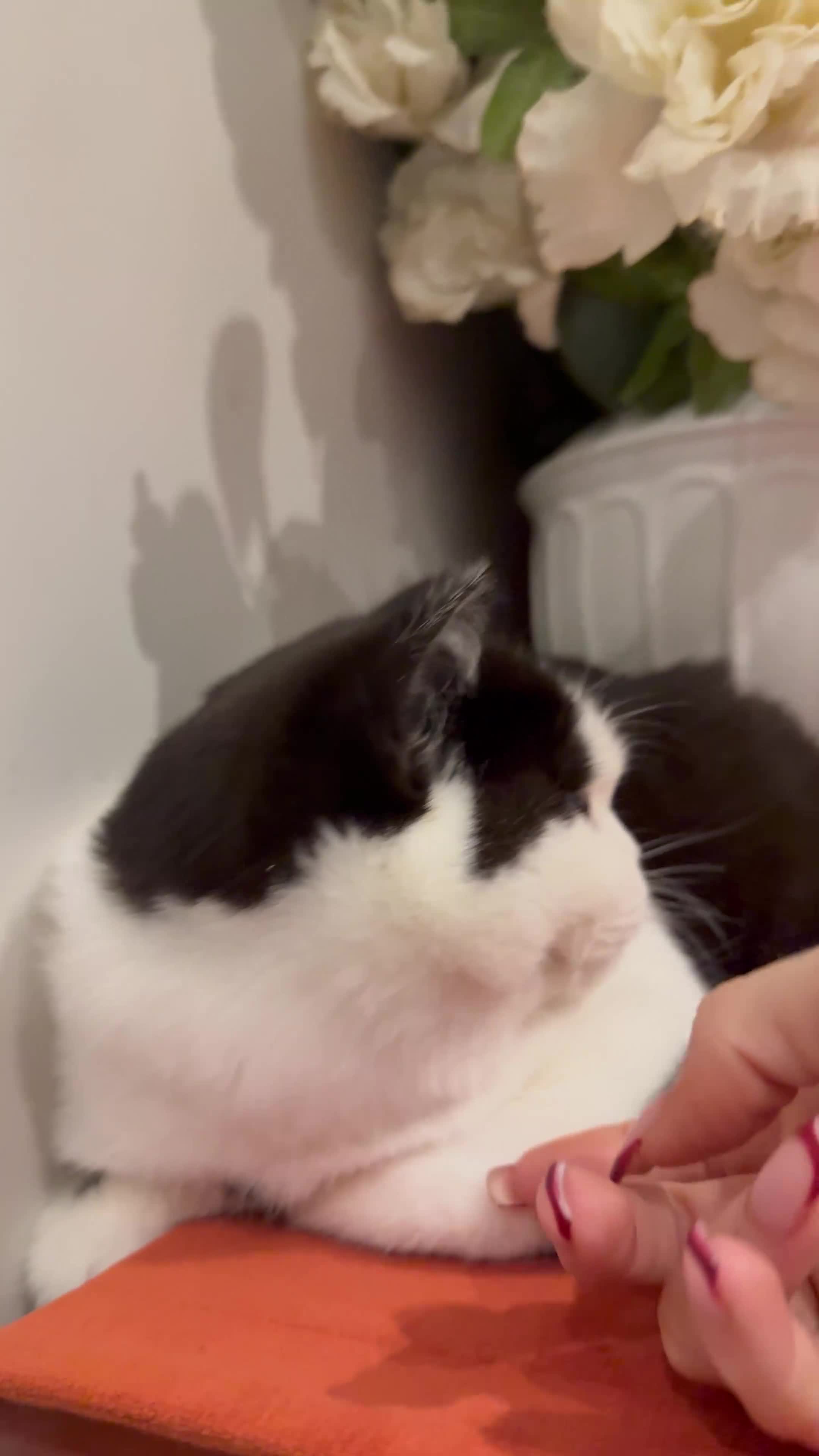 British Shorthair cats for sale: British shorthair kittens - Video 1