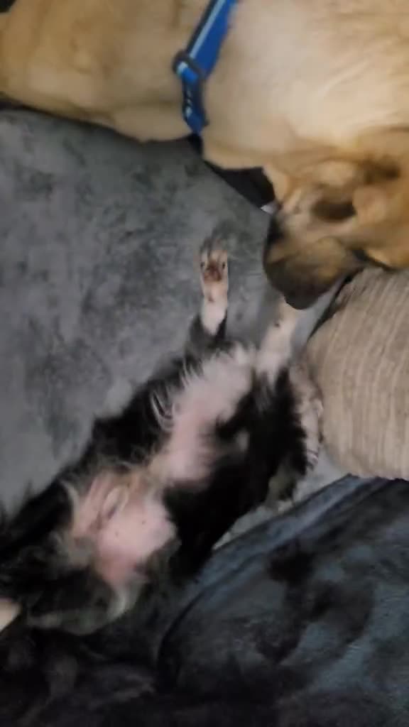 Mixed Breed dogs for adoption: Zach – 10 months old, Male, Mixed Breed Pup - Video 2