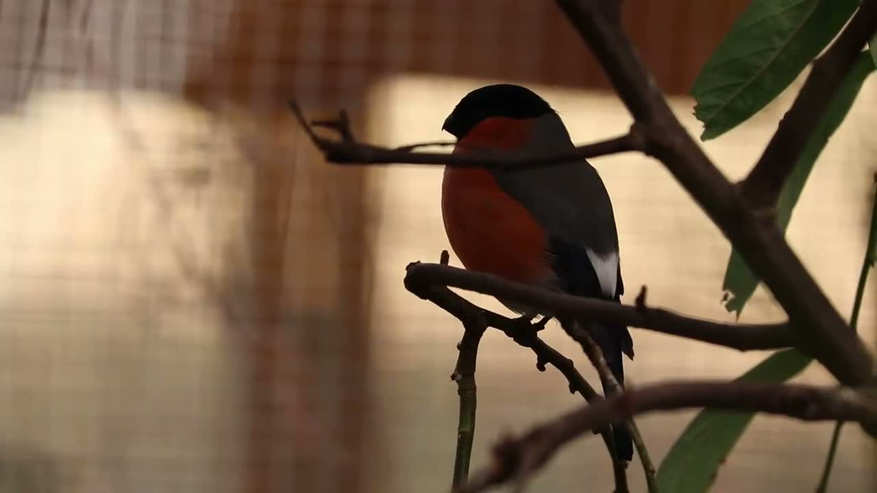 Finches birds for sale: Spare Native Bullfinch Cock - Video 2