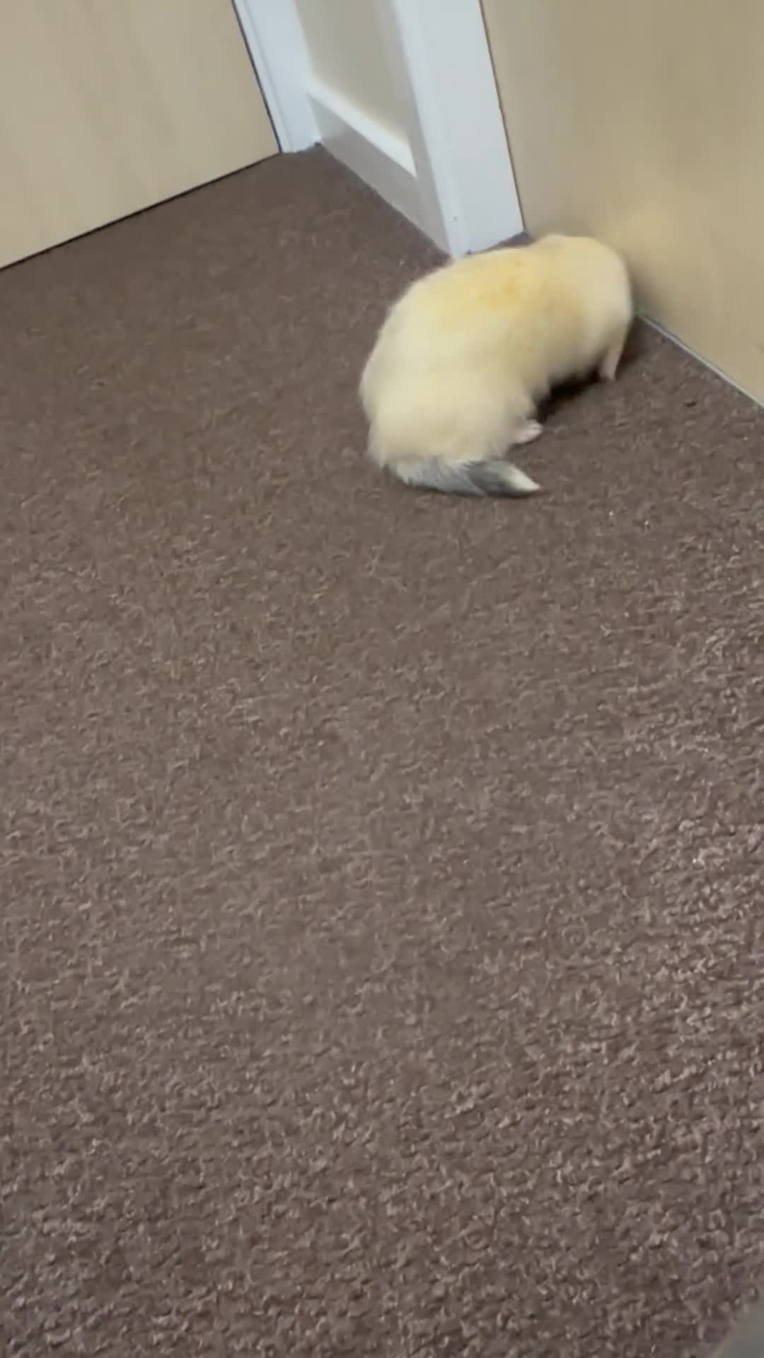 Ferret rodents for sale: 6 month old champagne colored ferret with  - Video 1