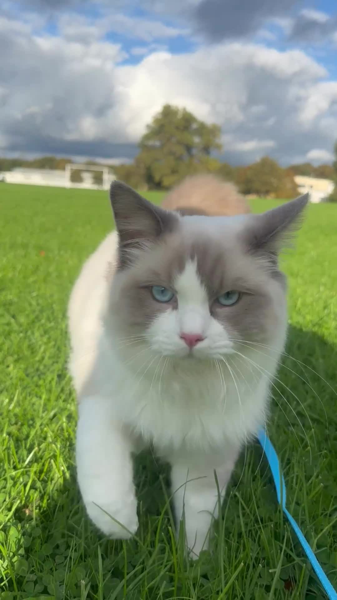 Ragdoll cats for sale: Rehome beautiful Ragdoll in Poole - Video 3