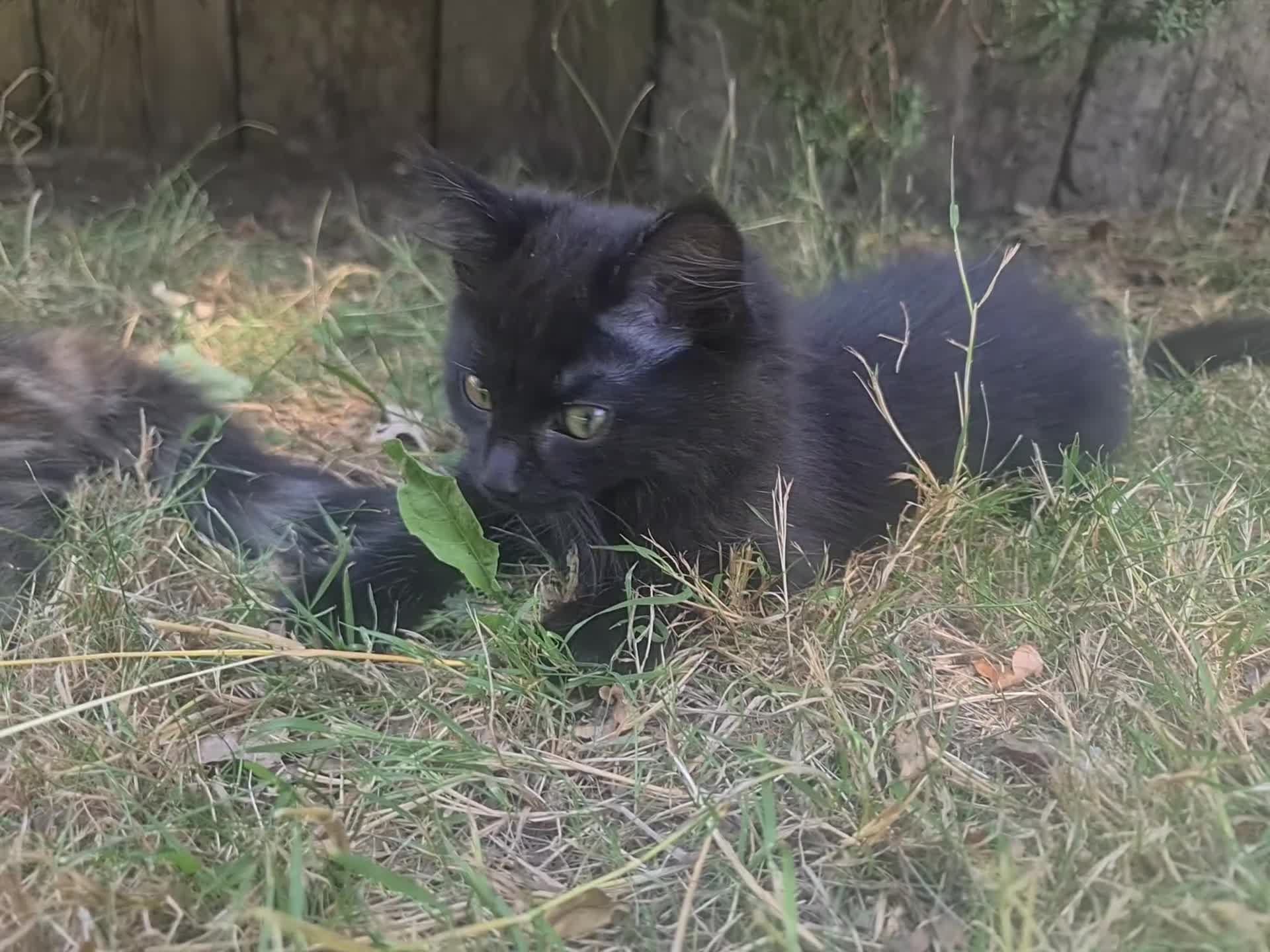 Mixed Breed cats for sale: Lovely Little Kittens for Sale in Welwyn - Video 3